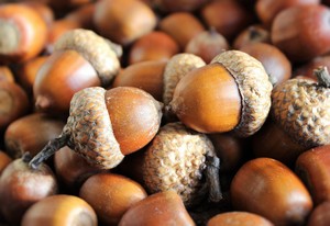 glands de chêne